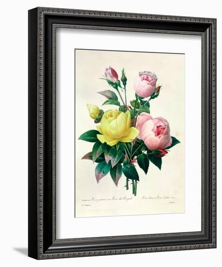 Rosa Lutea and Rosa Indica, from "Les Choix Des Plus Belles Fleurs," 1827-Pierre-Joseph Redouté-Framed Giclee Print