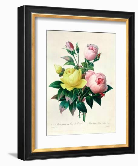 Rosa Lutea and Rosa Indica, from "Les Choix Des Plus Belles Fleurs," 1827-Pierre-Joseph Redouté-Framed Giclee Print