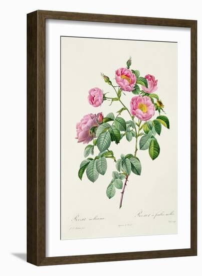 Rosa Mollissima, from Les Roses by Claude Antoine Thory-Pierre-Joseph Redouté-Framed Giclee Print