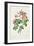 Rosa Mollissima, from Les Roses by Claude Antoine Thory-Pierre-Joseph Redouté-Framed Giclee Print