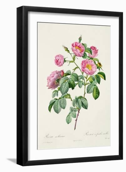 Rosa Mollissima, from Les Roses by Claude Antoine Thory-Pierre-Joseph Redouté-Framed Giclee Print