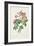 Rosa Mollissima, from Les Roses by Claude Antoine Thory-Pierre-Joseph Redouté-Framed Giclee Print