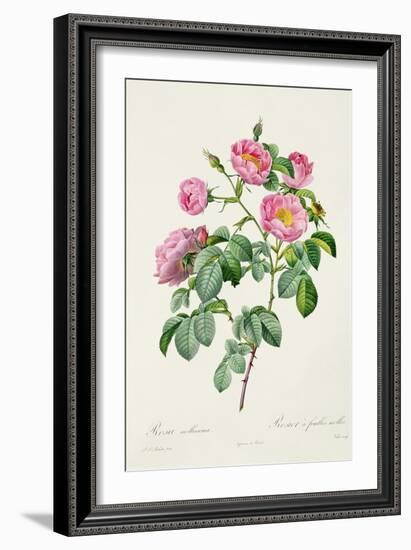 Rosa Mollissima, from Les Roses by Claude Antoine Thory-Pierre-Joseph Redouté-Framed Giclee Print