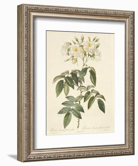 Rosa Moschata Flora Semi-Pleno-Pierre-Joseph Redouté-Framed Giclee Print