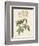 Rosa Moschata Flora Semi-Pleno-Pierre-Joseph Redouté-Framed Giclee Print