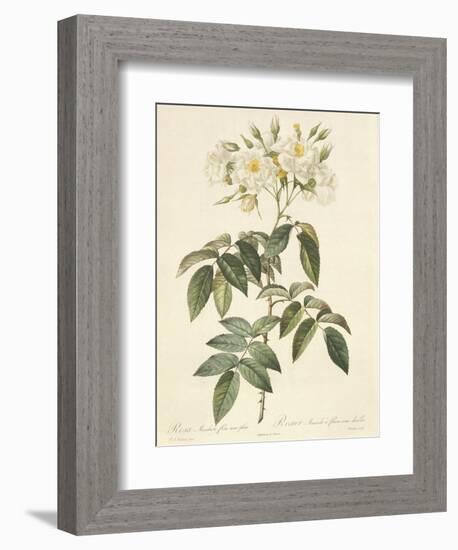 Rosa Moschata Flora Semi-Pleno-Pierre-Joseph Redouté-Framed Giclee Print