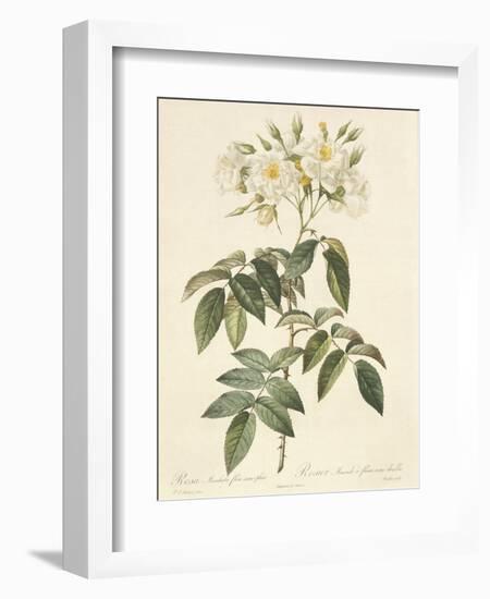 Rosa Moschata Flora Semi-Pleno-Pierre-Joseph Redouté-Framed Giclee Print