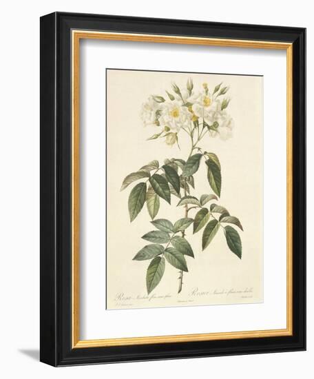 Rosa Moschata Flora Semi-Pleno-Pierre-Joseph Redouté-Framed Giclee Print