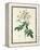 Rosa Moschata or Musk Rose-Pierre-Joseph Redouté-Framed Premier Image Canvas