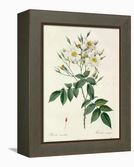 Rosa Moschata or Musk Rose-Pierre-Joseph Redouté-Framed Premier Image Canvas