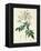 Rosa Moschata or Musk Rose-Pierre-Joseph Redouté-Framed Premier Image Canvas