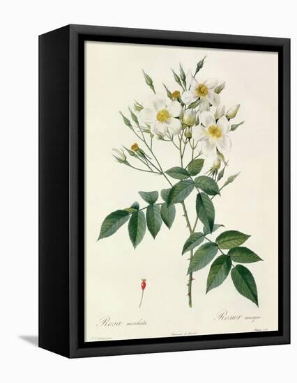 Rosa Moschata or Musk Rose-Pierre-Joseph Redouté-Framed Premier Image Canvas