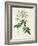 Rosa Moschata or Musk Rose-Pierre-Joseph Redouté-Framed Giclee Print