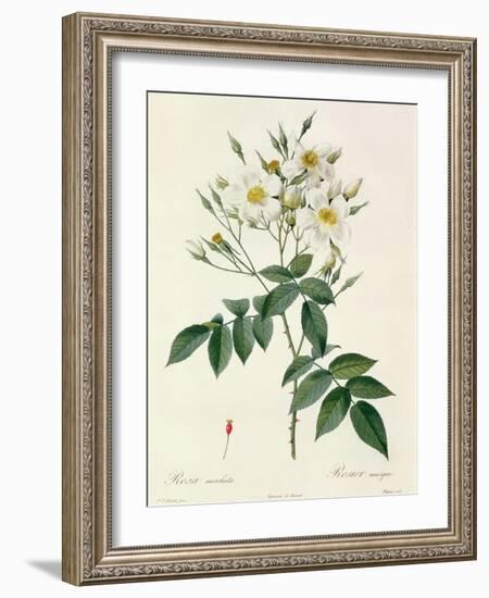 Rosa Moschata or Musk Rose-Pierre-Joseph Redouté-Framed Giclee Print