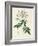 Rosa Moschata or Musk Rose-Pierre-Joseph Redouté-Framed Giclee Print