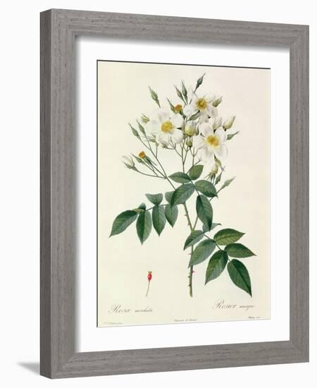 Rosa Moschata or Musk Rose-Pierre-Joseph Redouté-Framed Giclee Print