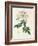 Rosa Moschata or Musk Rose-Pierre-Joseph Redouté-Framed Giclee Print