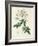 Rosa Moschata or Musk Rose-Pierre-Joseph Redouté-Framed Giclee Print