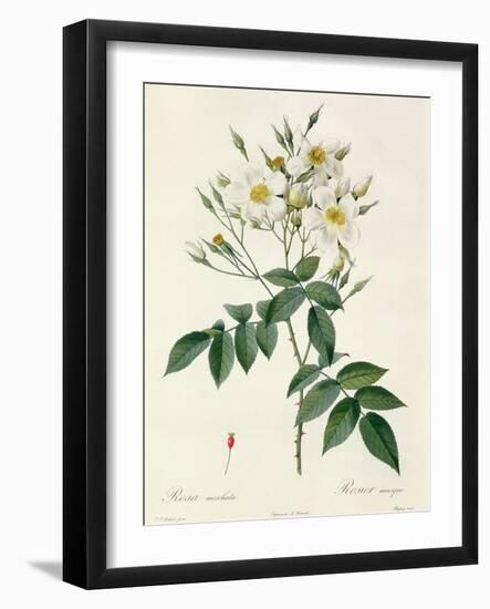 Rosa Moschata or Musk Rose-Pierre-Joseph Redouté-Framed Giclee Print