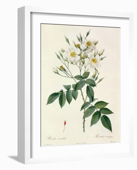 Rosa Moschata or Musk Rose-Pierre-Joseph Redouté-Framed Giclee Print