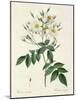 Rosa Moschata or Musk Rose-Pierre-Joseph Redouté-Mounted Giclee Print