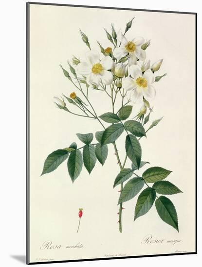 Rosa Moschata or Musk Rose-Pierre-Joseph Redouté-Mounted Giclee Print