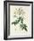 Rosa Moschata or Musk Rose-Pierre-Joseph Redouté-Framed Giclee Print