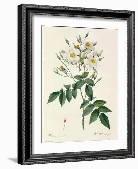 Rosa Moschata or Musk Rose-Pierre-Joseph Redouté-Framed Giclee Print