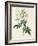 Rosa Moschata or Musk Rose-Pierre-Joseph Redouté-Framed Giclee Print