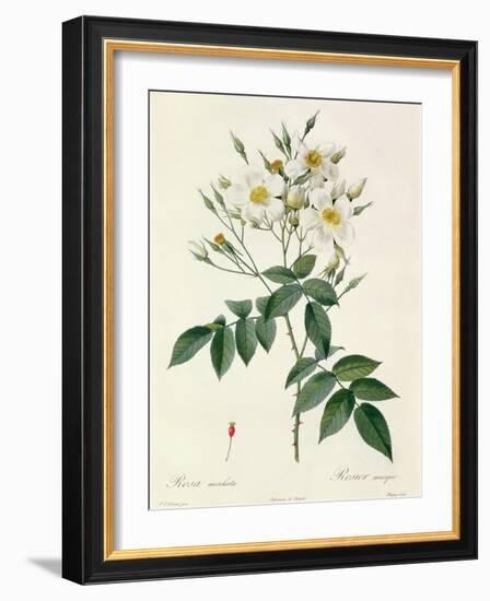 Rosa Moschata or Musk Rose-Pierre-Joseph Redouté-Framed Giclee Print