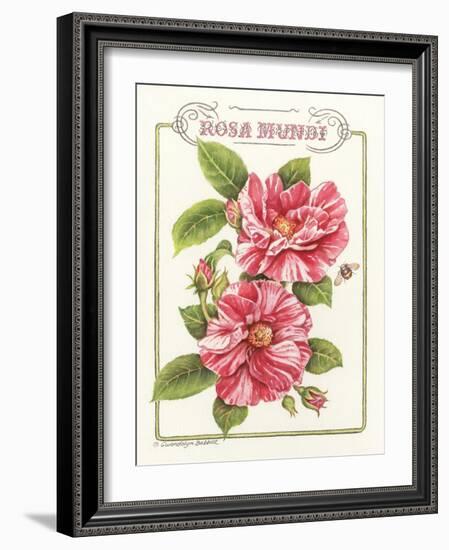 Rosa Mundi-Gwendolyn Babbitt-Framed Art Print