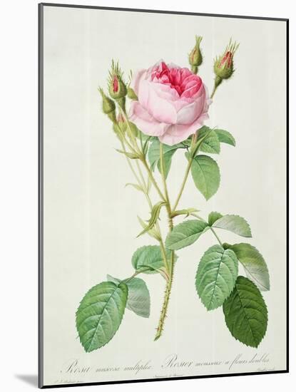 Rosa Muscosa Multiplex (Double Moss Rose), Engraved by Langlois, from 'Les Roses', 1817-24-Pierre-Joseph Redouté-Mounted Giclee Print