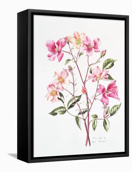 Rosa 'Mutabilis', 1996-Alison Cooper-Framed Premier Image Canvas