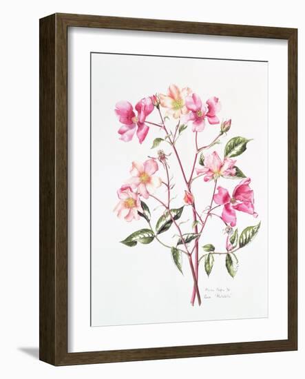 Rosa 'Mutabilis', 1996-Alison Cooper-Framed Giclee Print