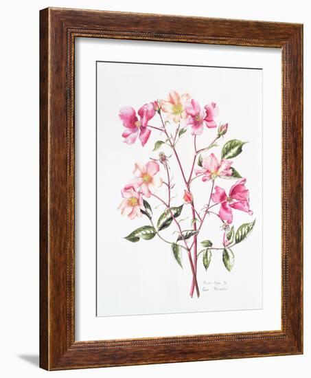 Rosa 'Mutabilis', 1996-Alison Cooper-Framed Giclee Print