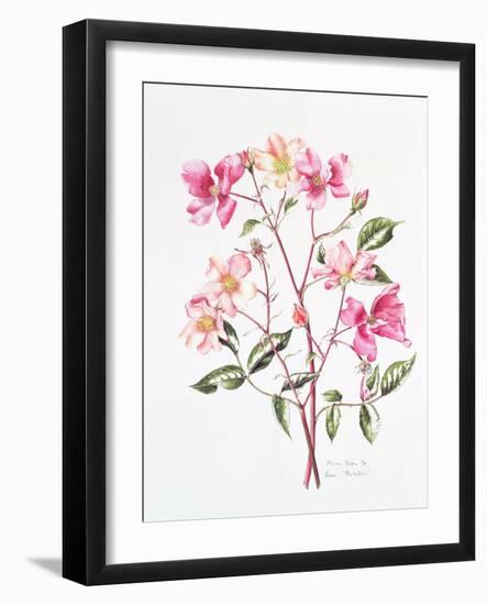 Rosa 'Mutabilis', 1996-Alison Cooper-Framed Giclee Print