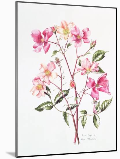 Rosa 'Mutabilis', 1996-Alison Cooper-Mounted Giclee Print