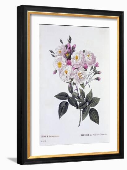 Rosa Noisettiana, Published 1824-26-Pierre Joseph Redoute-Framed Giclee Print