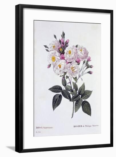 Rosa Noisettiana, Published 1824-26-Pierre Joseph Redoute-Framed Giclee Print