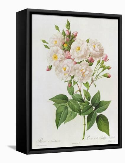 Rosa Noisettiana-Pierre-Joseph Redouté-Framed Premier Image Canvas