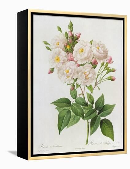 Rosa Noisettiana-Pierre-Joseph Redouté-Framed Premier Image Canvas