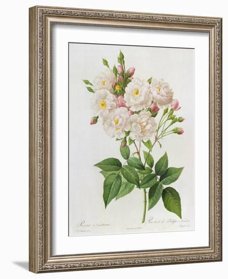 Rosa Noisettiana-Pierre-Joseph Redouté-Framed Giclee Print