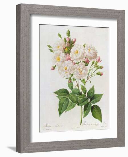 Rosa Noisettiana-Pierre-Joseph Redouté-Framed Giclee Print