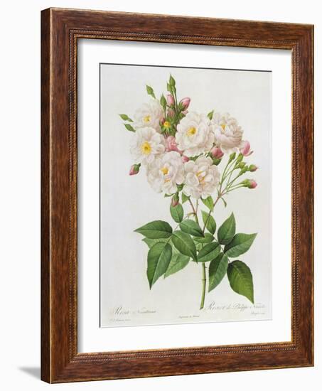 Rosa Noisettiana-Pierre-Joseph Redouté-Framed Giclee Print