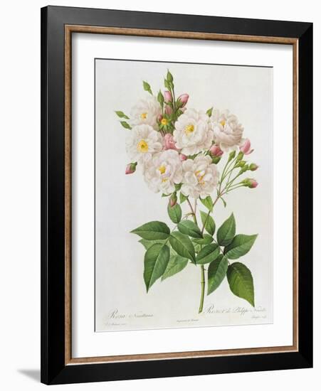 Rosa Noisettiana-Pierre-Joseph Redouté-Framed Giclee Print