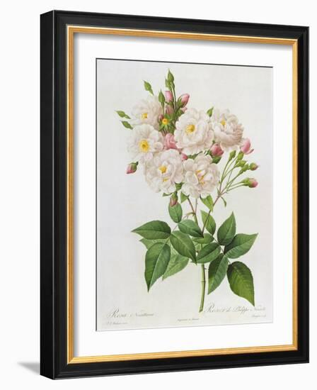 Rosa Noisettiana-Pierre-Joseph Redouté-Framed Giclee Print