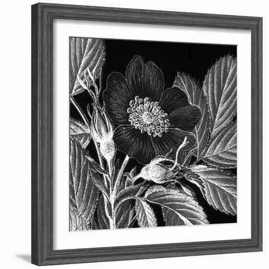 Rosa Pomifera-Thea Schrack-Framed Giclee Print