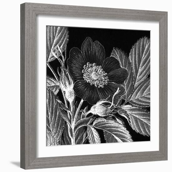 Rosa Pomifera-Thea Schrack-Framed Giclee Print