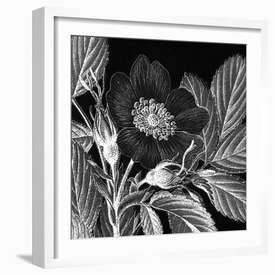 Rosa Pomifera-Thea Schrack-Framed Giclee Print