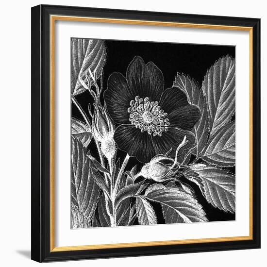 Rosa Pomifera-Thea Schrack-Framed Giclee Print